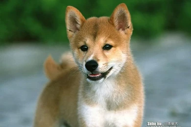 Cuddly Puppies   Japanese Shiba Inu Puppy Wallpapers   Wallcoo.net