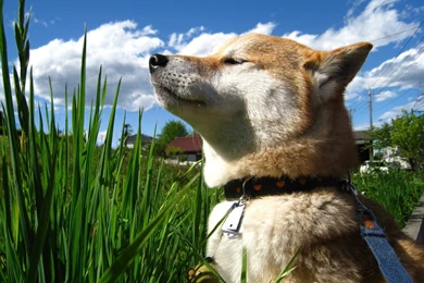 Shiba Inu Wallpapers For Samsung Galaxy Tab S 10.5