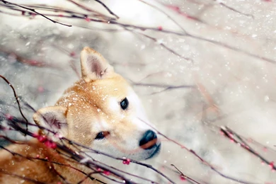 Snow, Animals, Dogs, Depth Of Field, Berries, Shiba Inu, Branches ...