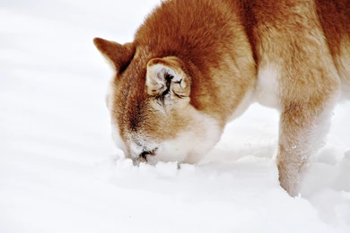 Shiba Inu Dog With Muzzle In The Snow Wallpapers