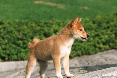 A Little Shiba Inu － Animal Wallpapers   Free Download Wallpapers ...