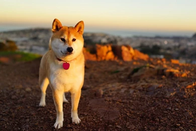 Shibe On Beach   Doge Wallpapers (1920x1080) (72386)