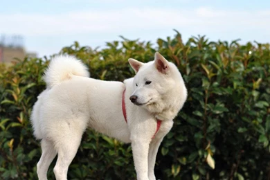 Cream Shibahusky Wallpapers Shiba Inu Et Chiens Japonais Le ...