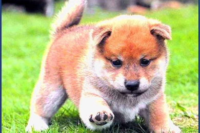 Shiba Inu Puppy Wallpapers   Puppies : Pet Animals Photos ...