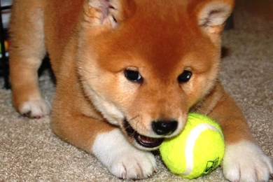 990x743px » Shiba Inu Wallpapers