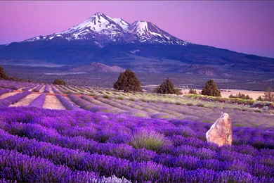 Waiting For Love Lavender Fields Of Photography Wallpapers 9 ...