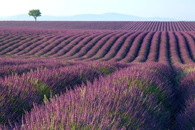 Lavender Wallpapers Collection (36+)