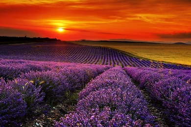 Lavender Field Wallpapers 1920x1080px