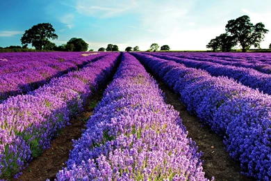 Lavender Fields HD Wallpapers 4   Wallpapers Z