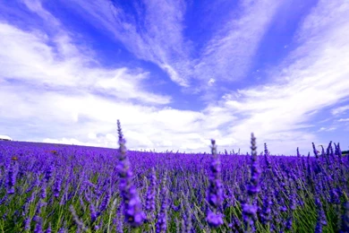 Lavender Field Wallpapers >> Backgrounds With Quality HD
