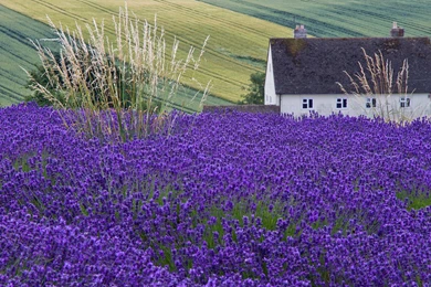 House Lavender Field Ears Wallpapers