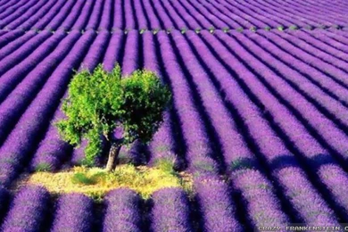 Lavender Wallpapers   Crazy Frankenstein