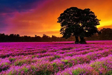 Lavender Field   (