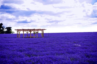 Waiting For Love Lavender Fields Of Photography Wallpapers 7 ...