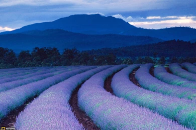 Lavender Fields