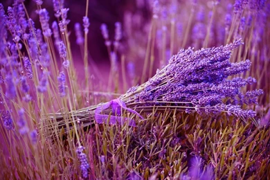 Fields Lavender Bundle Purple Field Wallpapers Wide ~ Fields For ...