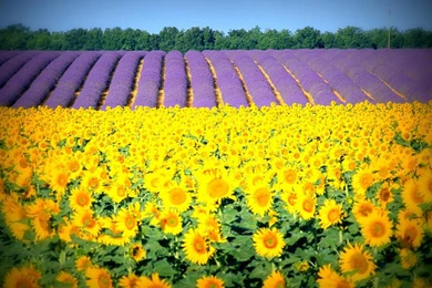 Sunflowers And Lavender Fields   (