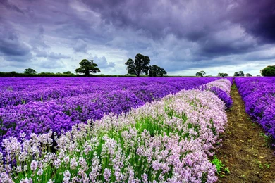Waiting For Love Lavender Fields Of Photography Wallpapers 12 ...