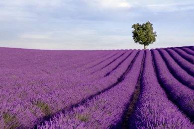 Lavender Field Wallpapers   ImgMob