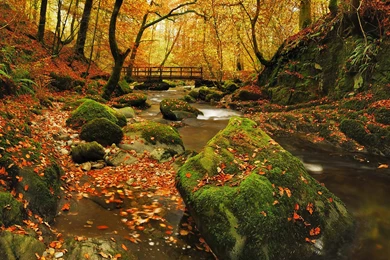 Landscapes Trees Forests Autumn Fall Leaves Sunlight Sunbeams ...