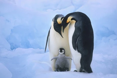 78 Penguin HD Wallpapers