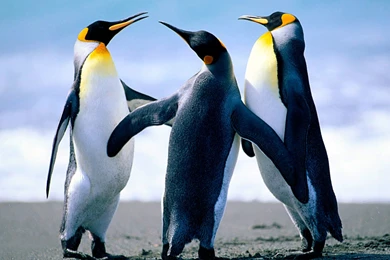 Penguin Wallpapers HD Pictures