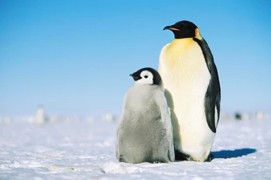 Cute Baby Penguin Wallpapers