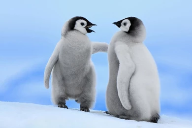 High Quality HD Penguin Wallpapers
