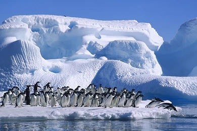 Club Penguin Live Wallpapers QT6