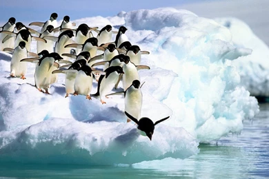 Gallery For > Penguin Wallpapers