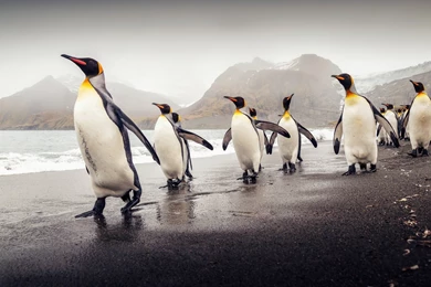 King Penguin Of South Georgia Wallpapers HD Free Download