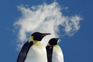 Animal Galaxy S4 Wallpapers Hd