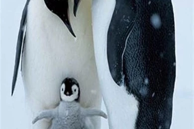 Penguin Without A Suit Animal iPhone Wallpapers, iPhone 5(s)/4(s ...