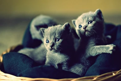 Lovable Blue Russian Kittens : Desktop And Mobile Wallpapers : Wallippo