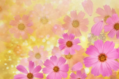 Flowers Backgrounds Flower Wallpaper Images Of Flower 20