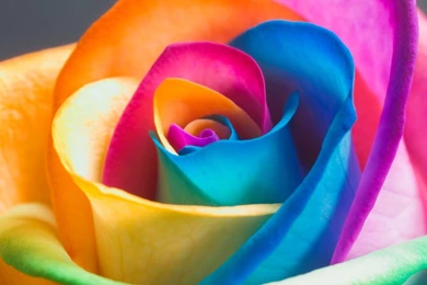 Colorful Rose Petals Wallpapers