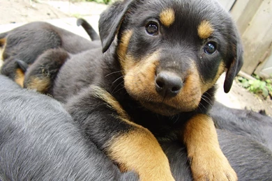 Rottweiler Puppies For Sale 3 Cool Hd Wallpapers ...