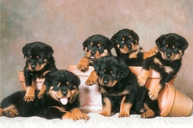 26 Photos Prove Rottweilers Are Most Awesome Breed EVER