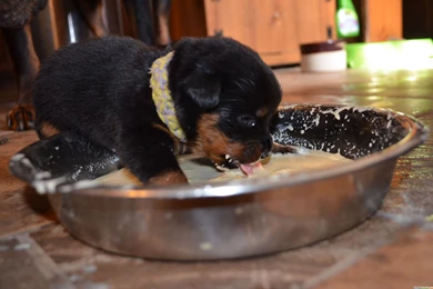 42 Animal Wallpapers Rottweiler Puppies Wallpapers :: Rottweiler ...