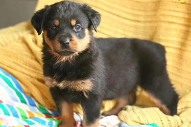 Rottweiler Puppies For Sale 30 High Resolution Wallpapers ...