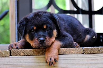 Rottweiler Puppies