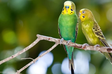 2 Budgies   Budgies Wallpapers (36931292)   Fanpop