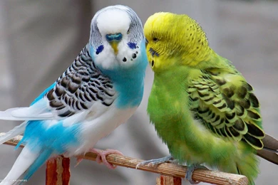 Budgie Wallpapers