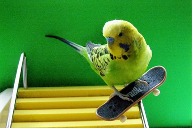 Parakeet Budgie Parrot Bird Tropical (38)_JPG Wallpapers ...