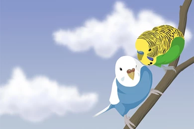 Wallpapers Budgies By Roxybudgy On DeviantArt