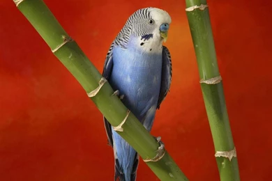 Blue Budgie   Budgies Wallpapers (36931246)   Fanpop