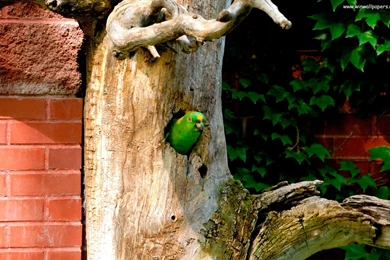 HD Budgie Wallpapers   New Post Has Been Published On Windows ...