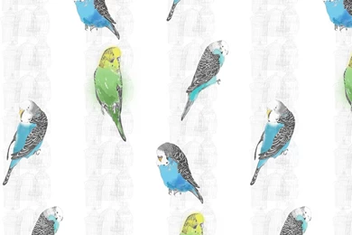 Rachel Morris   Pattern