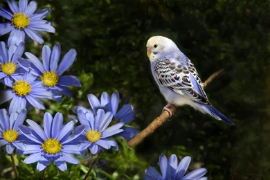 Budgerigar Desktop Wallpapers   HD Wallpaper Backgrounds Of Your ...