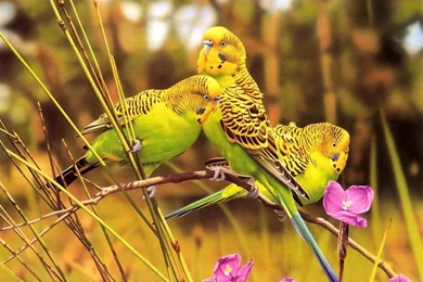Type Parrot Flowers Budgie Feathers Nature Bird Yellow Green Black ...
